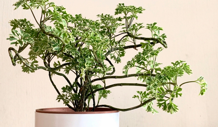 10 Bài Thuốc Dân Gian Trị Mất Ngủ cây đinh lăng