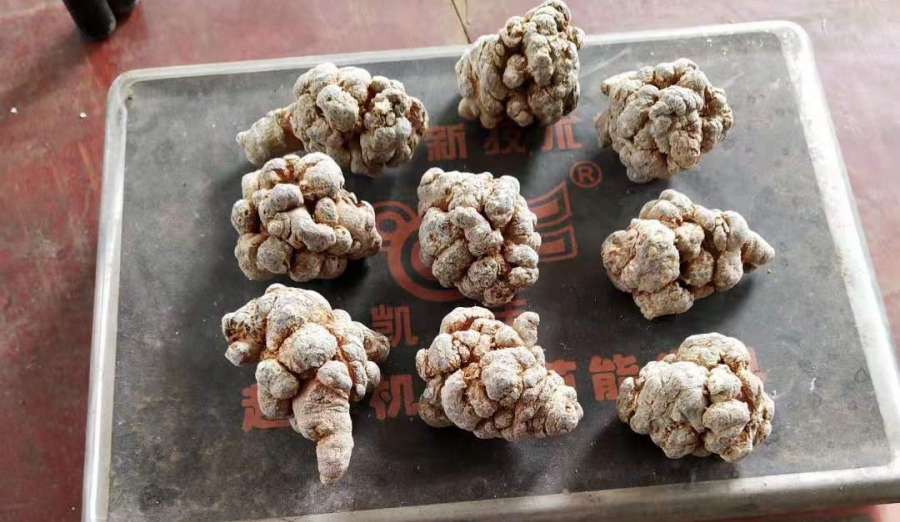 5 Bài thuốc chữa đau dạ dày từ tam thất cu tam that loai to