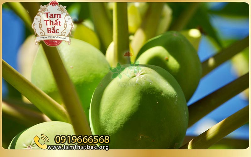 Những món ăn hỗ trợ điều trị đau dạ dày đu đủ điều trị đau dạ dày