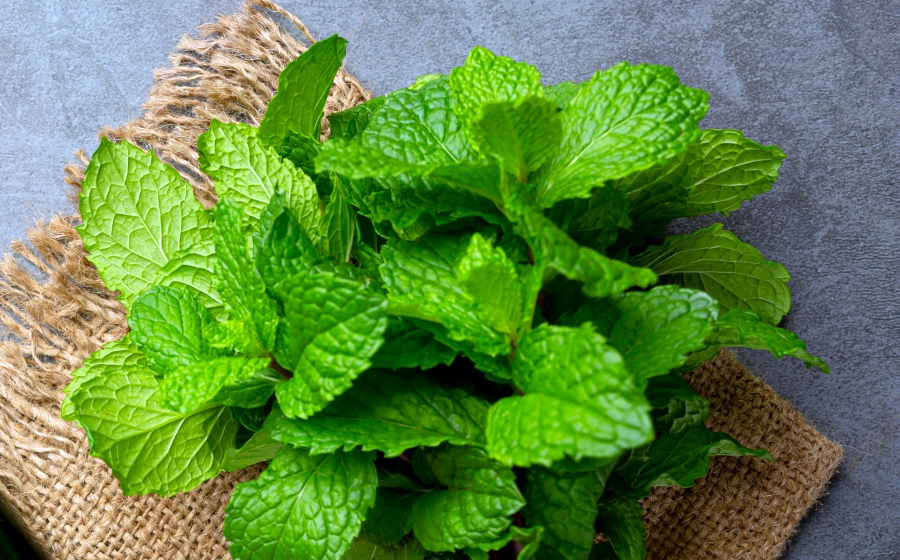 10 loại thảo dược giúp giảm căng thẳng cay bac ha