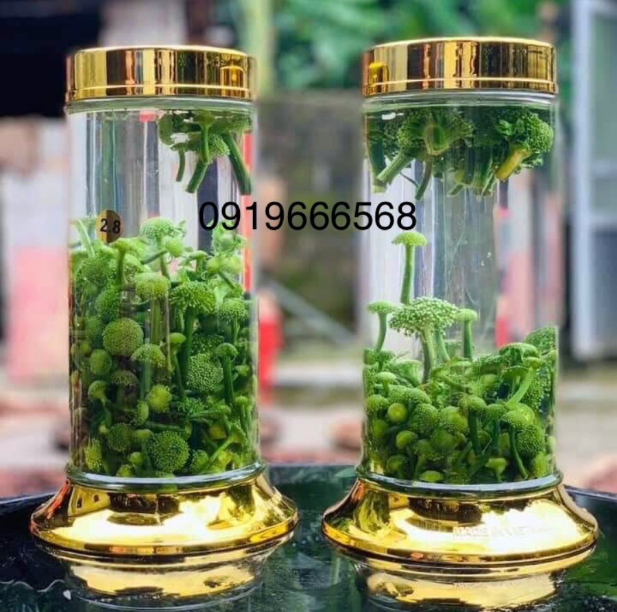 Tác dụng của tam thất với người cao tuổi tam thất với người cao tuổi