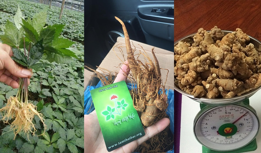 Tác dụng của tam thất với người cao tuổi tam that lao cai