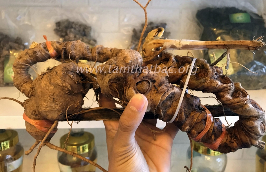 Tam Thất Rừng Những điều nên biết tam thất rừng