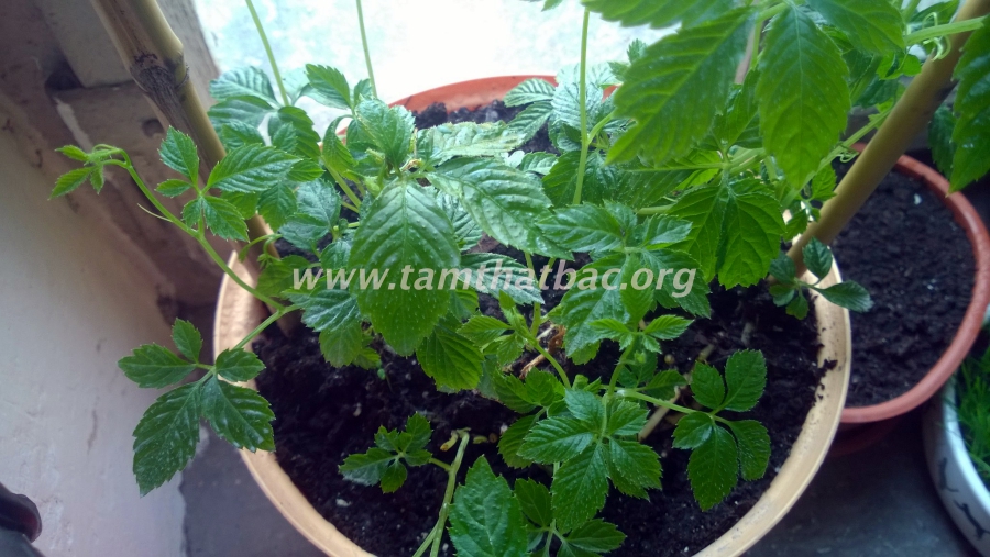 Giảo cổ lam vị thuốc hay dễ tìm cây giảo cổ lam