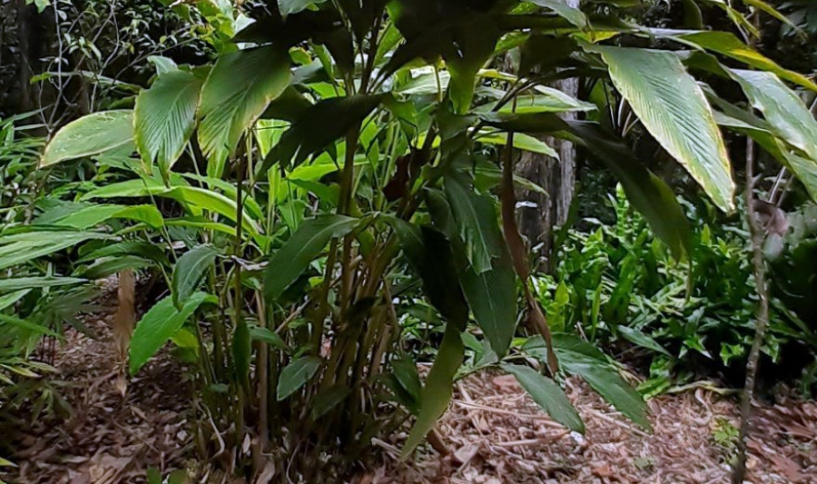 Tác dụng chữa bệnh của thảo quả tác dụng của thảo quả