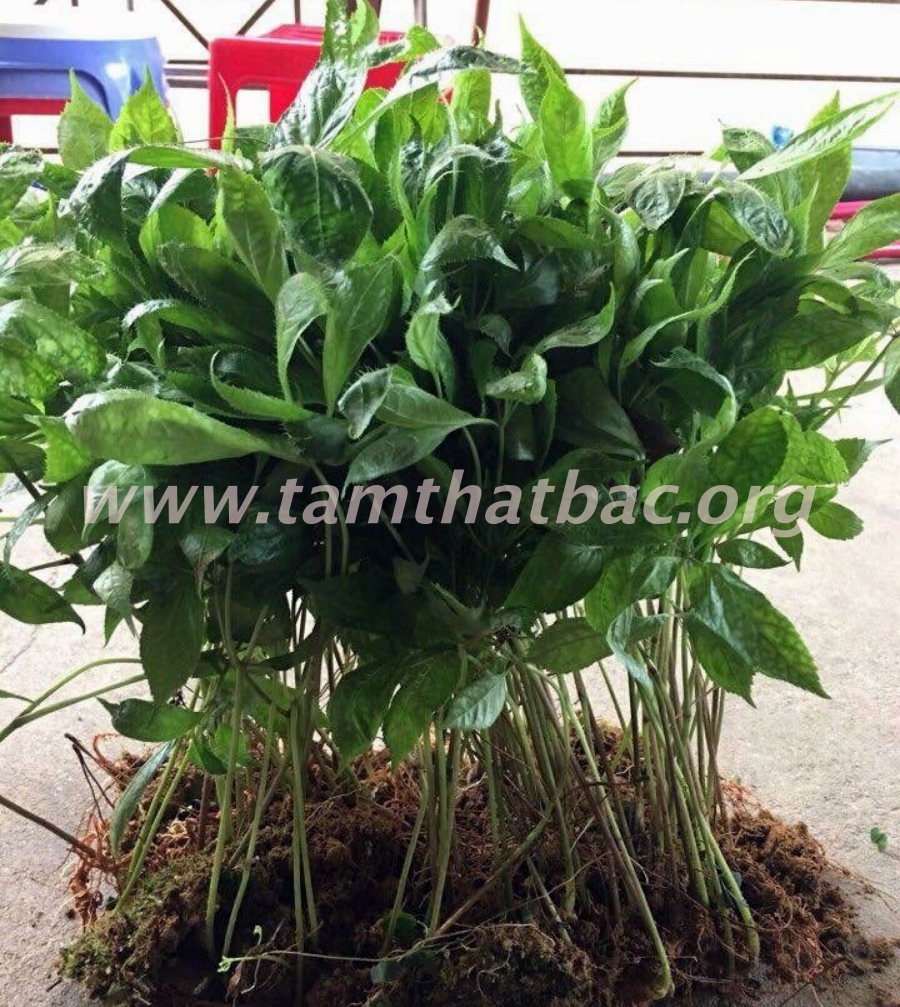 Hướng Dẫn Xử Lý Cây Giống Tam Thất Khi Mới Mua Về cây giống tam thất lào cai