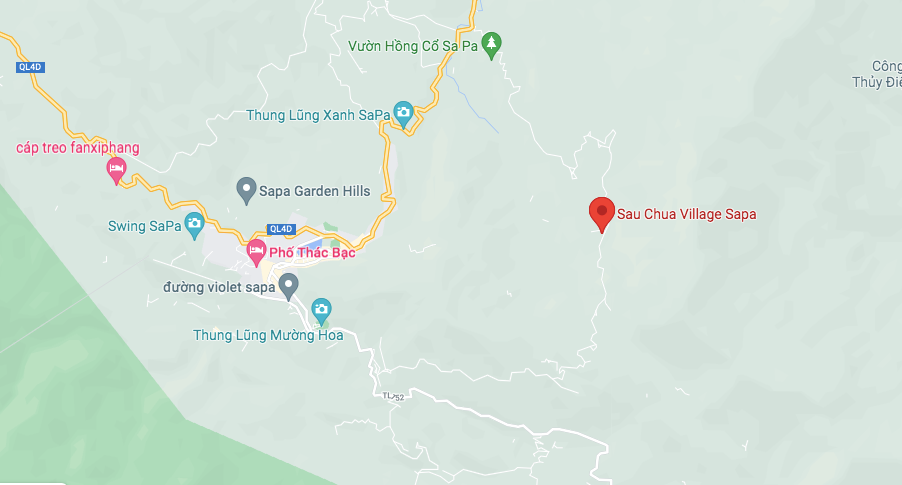 Tam Thất Sapa - Vị Thuốc Trân Quý của Vùng Cao địa điểm tam thất sapa