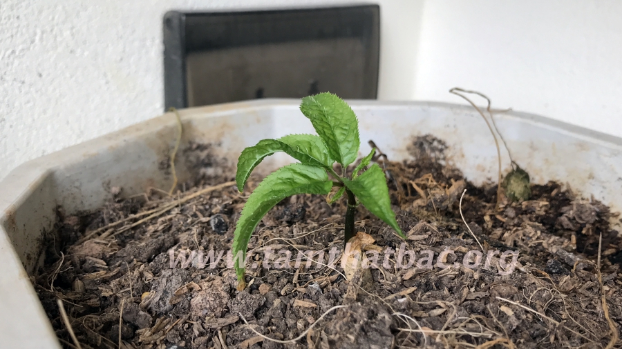 Hướng Dẫn Xử Lý Cây Giống Tam Thất Khi Mới Mua Về gieo trồng tam thất