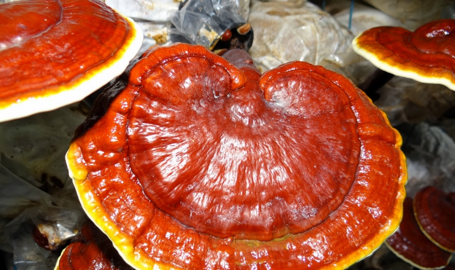 Những đồ uống tốt cho sức khoẻ ngày tết nấm linh chi tươi
