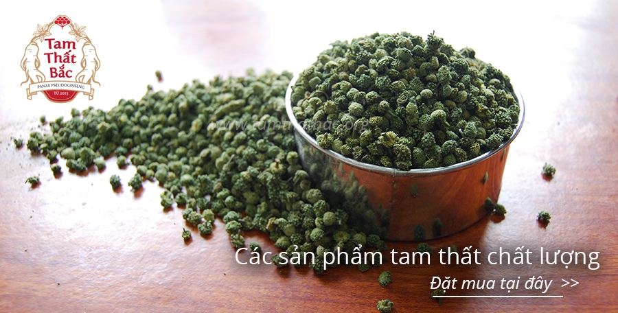10 bài thuốc tam thất hay bài thuốc từ nụ tam thất bao tử