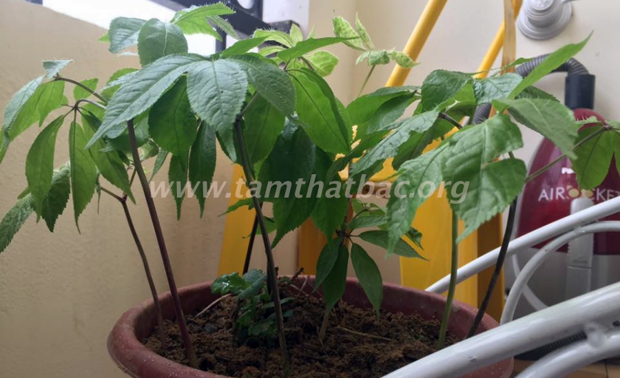 Tác dụng của tam thất kiểm chứng bởi người dùng tác dụng của tam thất