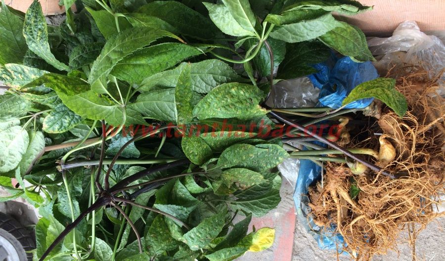 Hướng dẫn sử dụng lá tam thất hiệu quả nhất cây tam thất thu hoạch