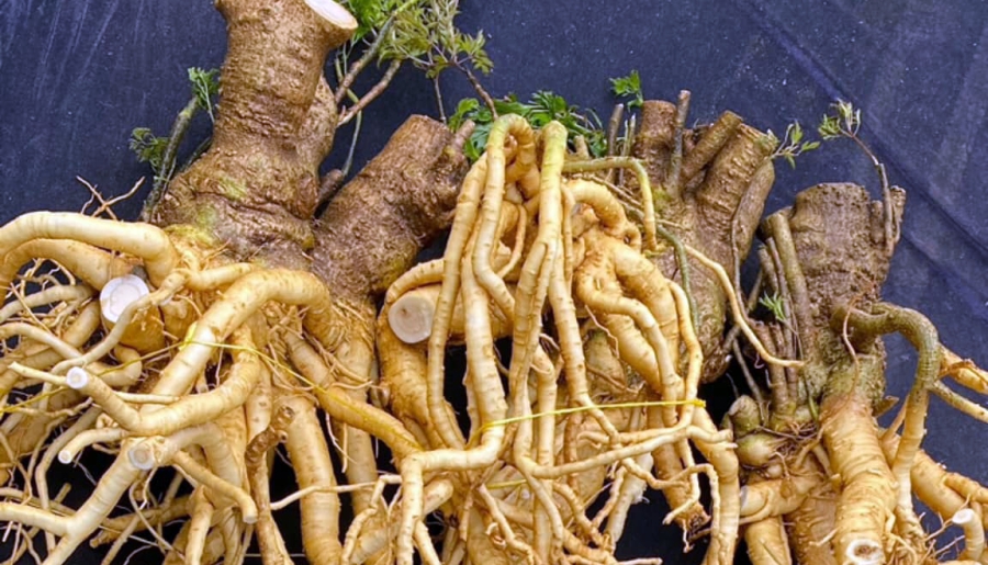 10 Bài thuốc trị đau lưng hay đinh lăng chữa trị đau lưng