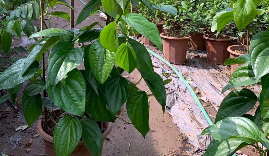 7 bài thuốc hay chữa đau mắt đỏ cây trầu không