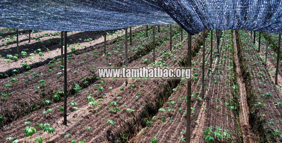 Làm giàu từ trồng cây tam thất vườn tam thất si ma cai