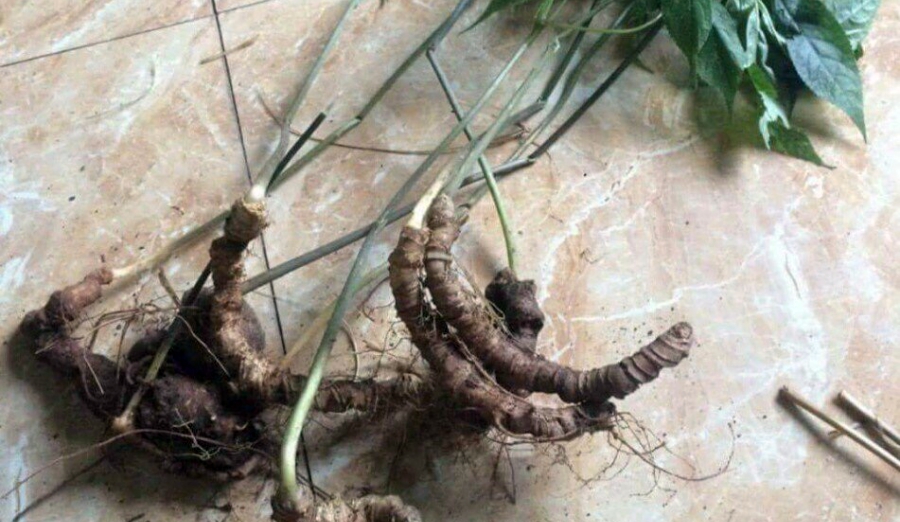 Mua bán củ tam thất tại thành phố Hồ Chí Minh củ tam thất từ vườn Lào Cai