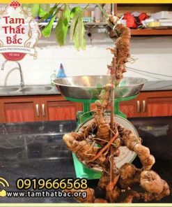 Tam thất rừng Lào Cai nguyên lá 500x500