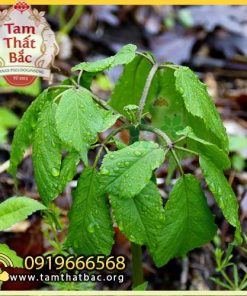 cây giống tam thất 500x500