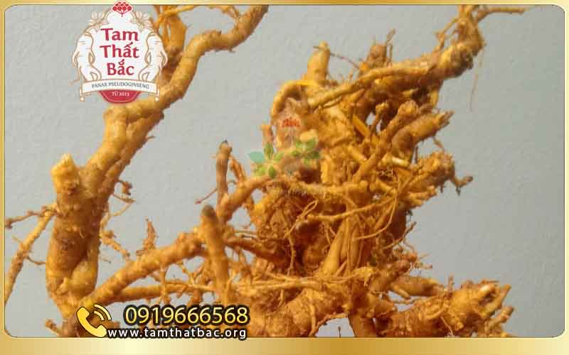 TOP 10 BÀI THUỐC CHỮA ĐAU LƯNG HIỆU QUẢ NHẤT củ đinh lăng