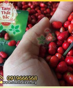 hạt giống tam thất 500x500