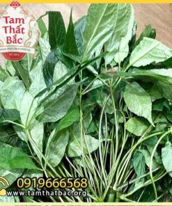 lá tam thất 500x500