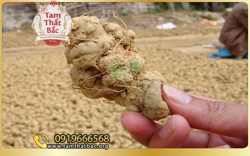 Giới thiệu cửa hàng tam thất bắc Lào Cai phơi sấy tam thất kiểu cũ
