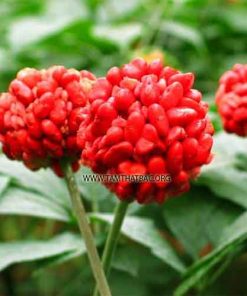 Hạt giống - Cây giống tam thất