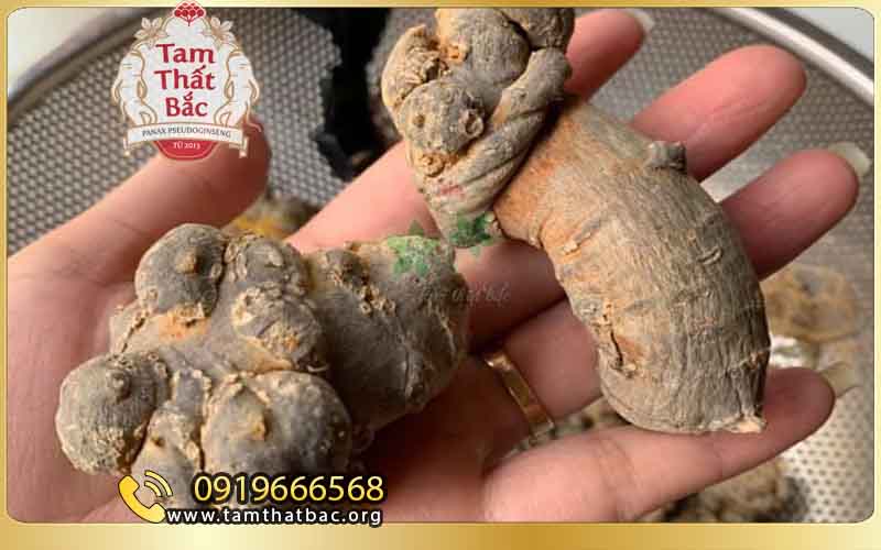 Giới thiệu cửa hàng tam thất bắc Lào Cai Củ tươi trong giai đoạn phơi sấy cuối cùng tại cửa hàng tam thất