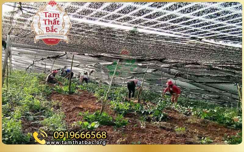 Giới thiệu cửa hàng tam thất bắc Lào Cai thu hoạch tam thất bắc