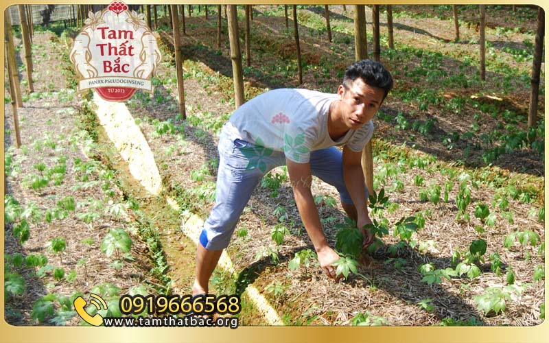Báo giá tam thất bắc vườn tam thất bắc lào cai báo giá theo mùa vụ