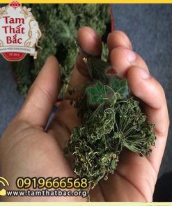 hoa tam thất khô 500x500