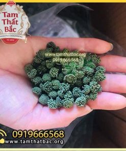 nụ bao tử không cuống tam thất 500x500