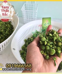 nụ tam thất tươi 500x500